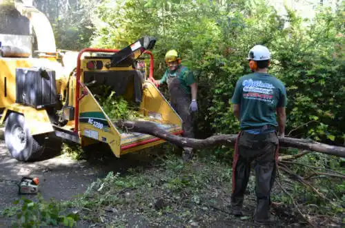 tree services East Oakdale